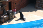 thumbs/seaworld 044.png